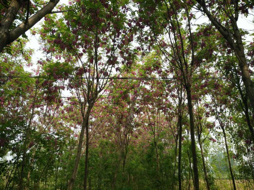 點(diǎn)擊查看詳細(xì)信息<br>標(biāo)題：香花槐 閱讀次數(shù)：1459
