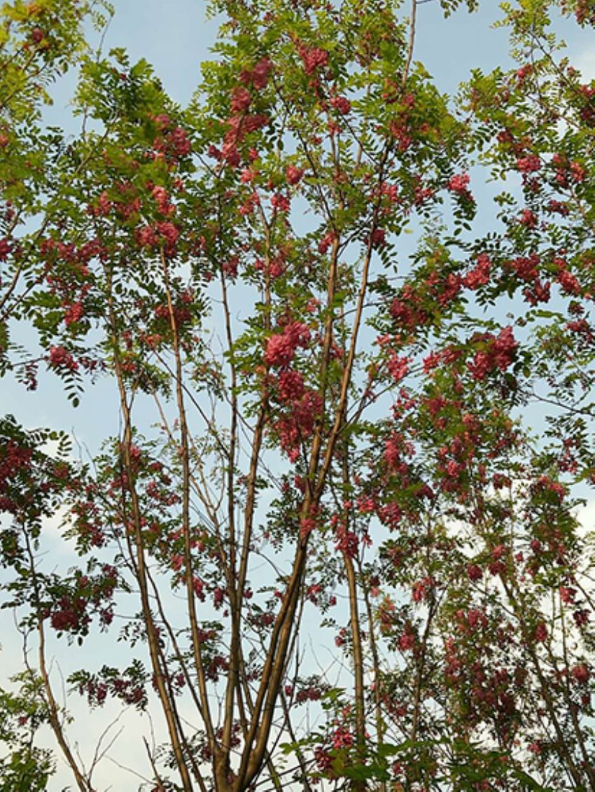 點(diǎn)擊查看詳細(xì)信息<br>標(biāo)題：香花槐 閱讀次數(shù)：1721