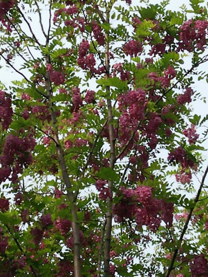 點(diǎn)擊查看詳細(xì)信息<br>標(biāo)題：香花槐 閱讀次數(shù)：1745