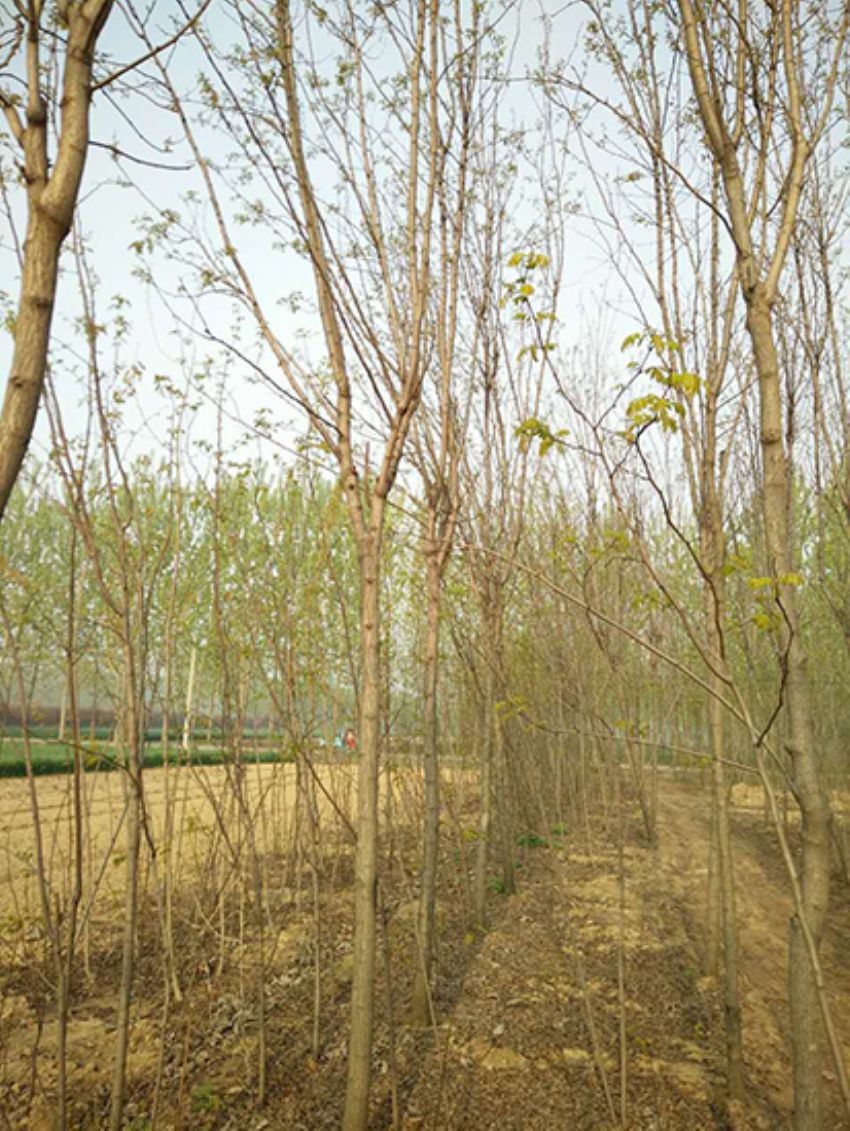 點(diǎn)擊查看詳細(xì)信息<br>標(biāo)題：香花槐 閱讀次數(shù)：1926