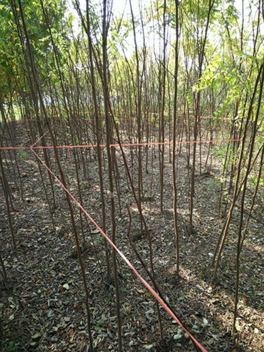 點(diǎn)擊查看詳細(xì)信息<br>標(biāo)題：香花槐 閱讀次數(shù)：1848