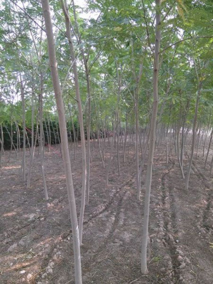 點擊查看詳細信息<br>標(biāo)題：合歡 閱讀次數(shù)：1595