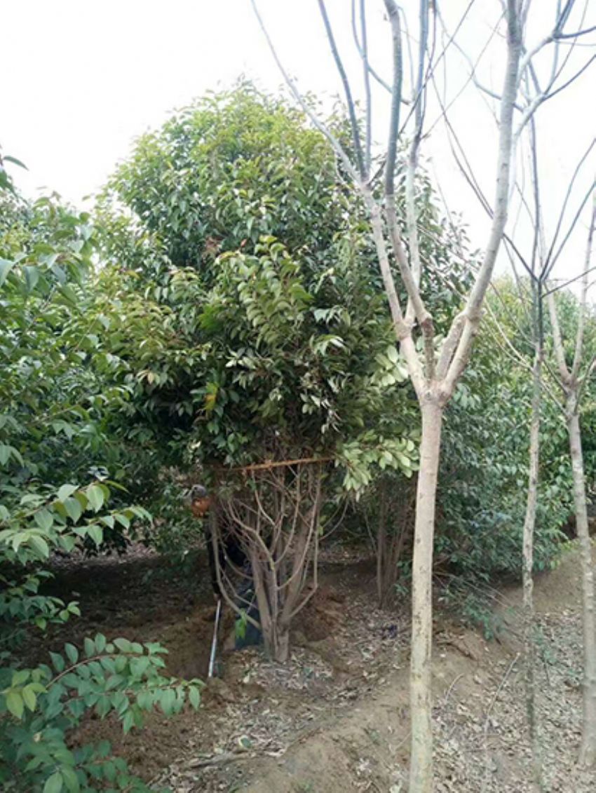 點(diǎn)擊查看詳細(xì)信息<br>標(biāo)題：叢生女貞 閱讀次數(shù)：2843